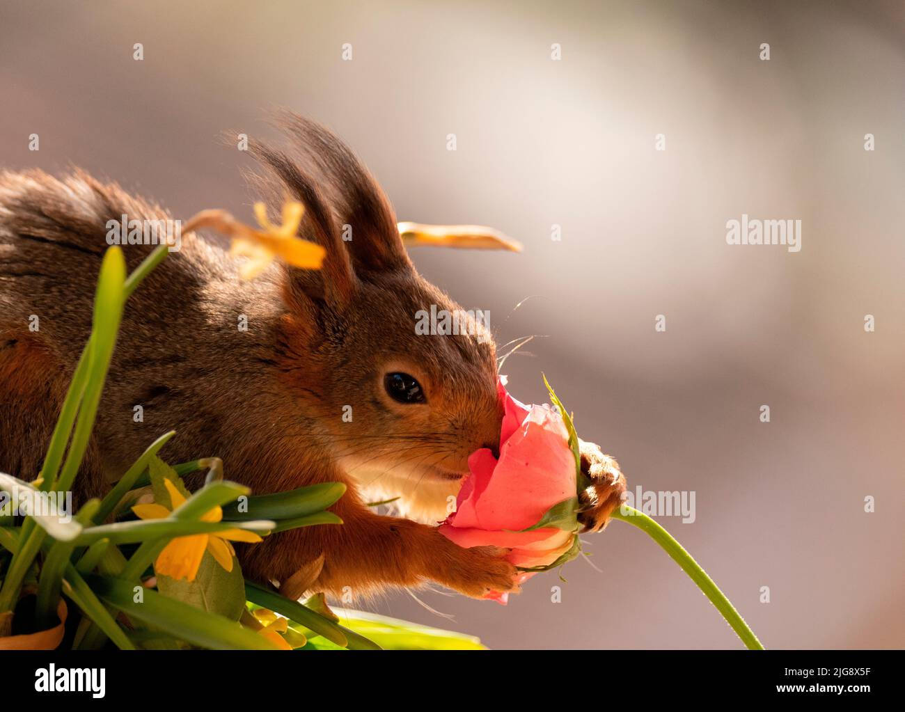 Lo scoiattolo rosso tiene una rosa Foto Stock
