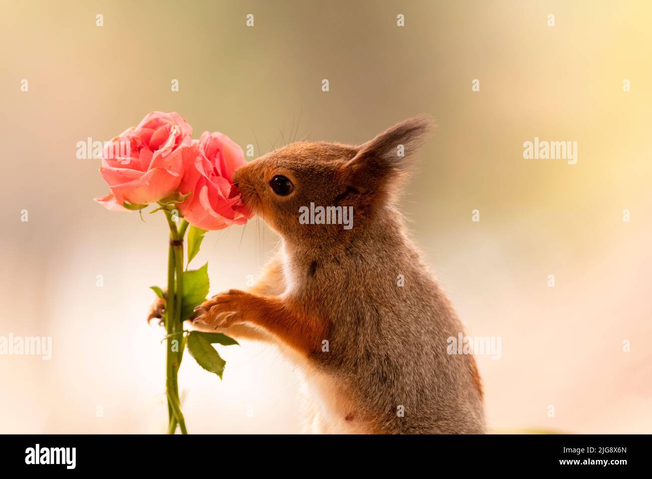 Lo scoiattolo rosso tiene una rosa Foto Stock