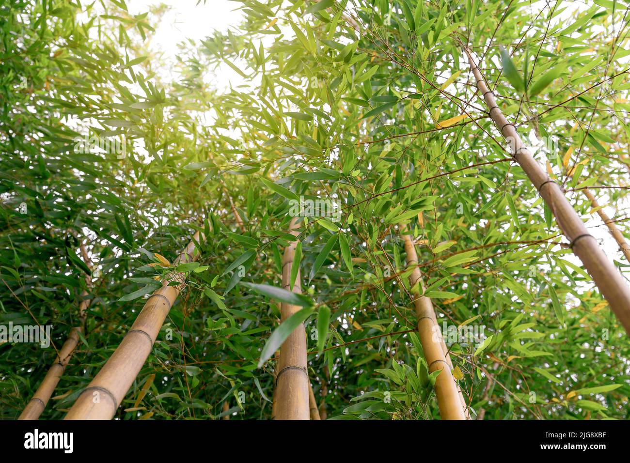 Impressionante foresta di bambù in natura Foto Stock