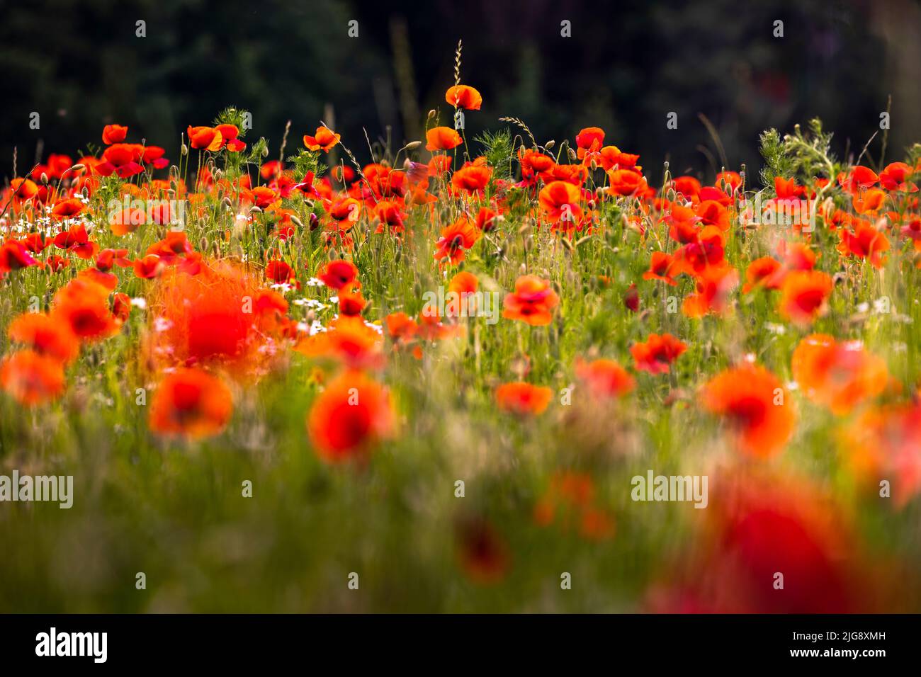 Papaveri su un prato. Foto Stock