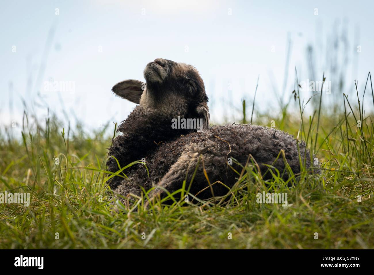 L'agnello di pecora si trova sul prato e guarda il cielo Foto Stock