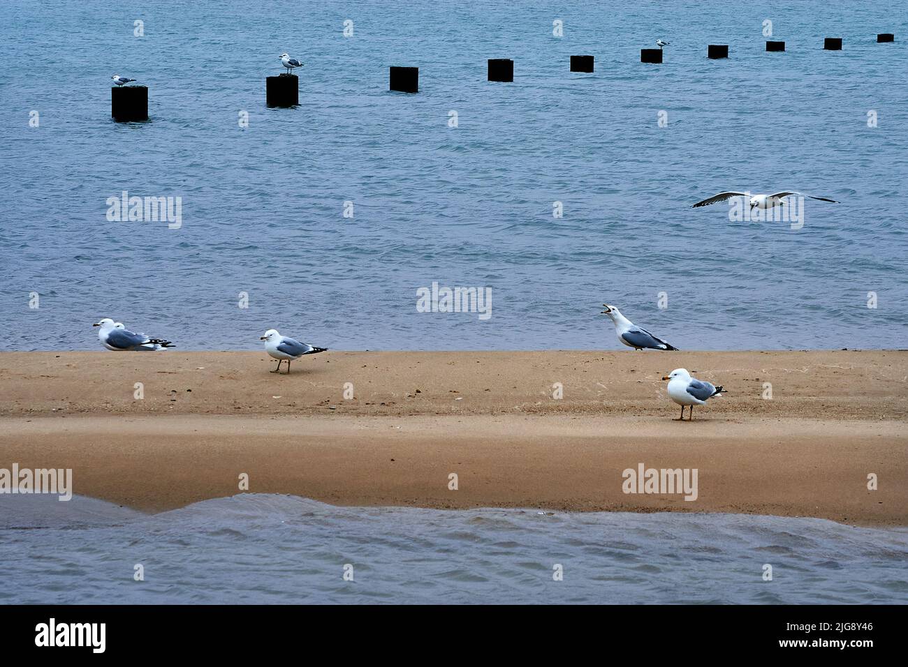 Osservare gli uccelli lungo il lungolago di Chicago Foto Stock