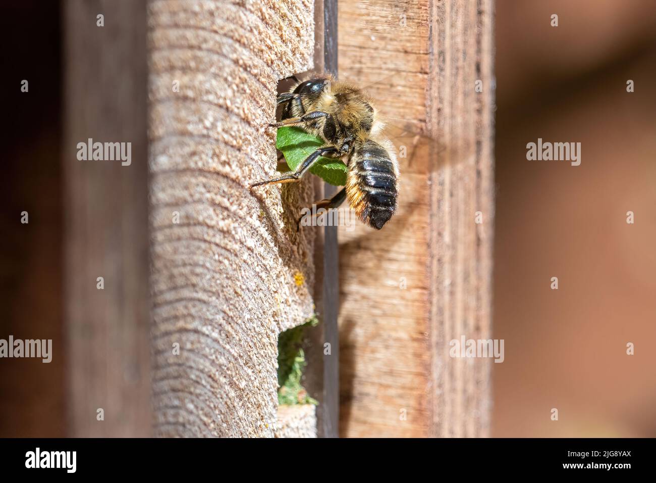 Patchwork leflecutter ape (Megachile centuncularis) che entra nel suo nido buco in un hotel di api che porta una sezione di foglia, Hampshire, Inghilterra, Regno Unito Foto Stock