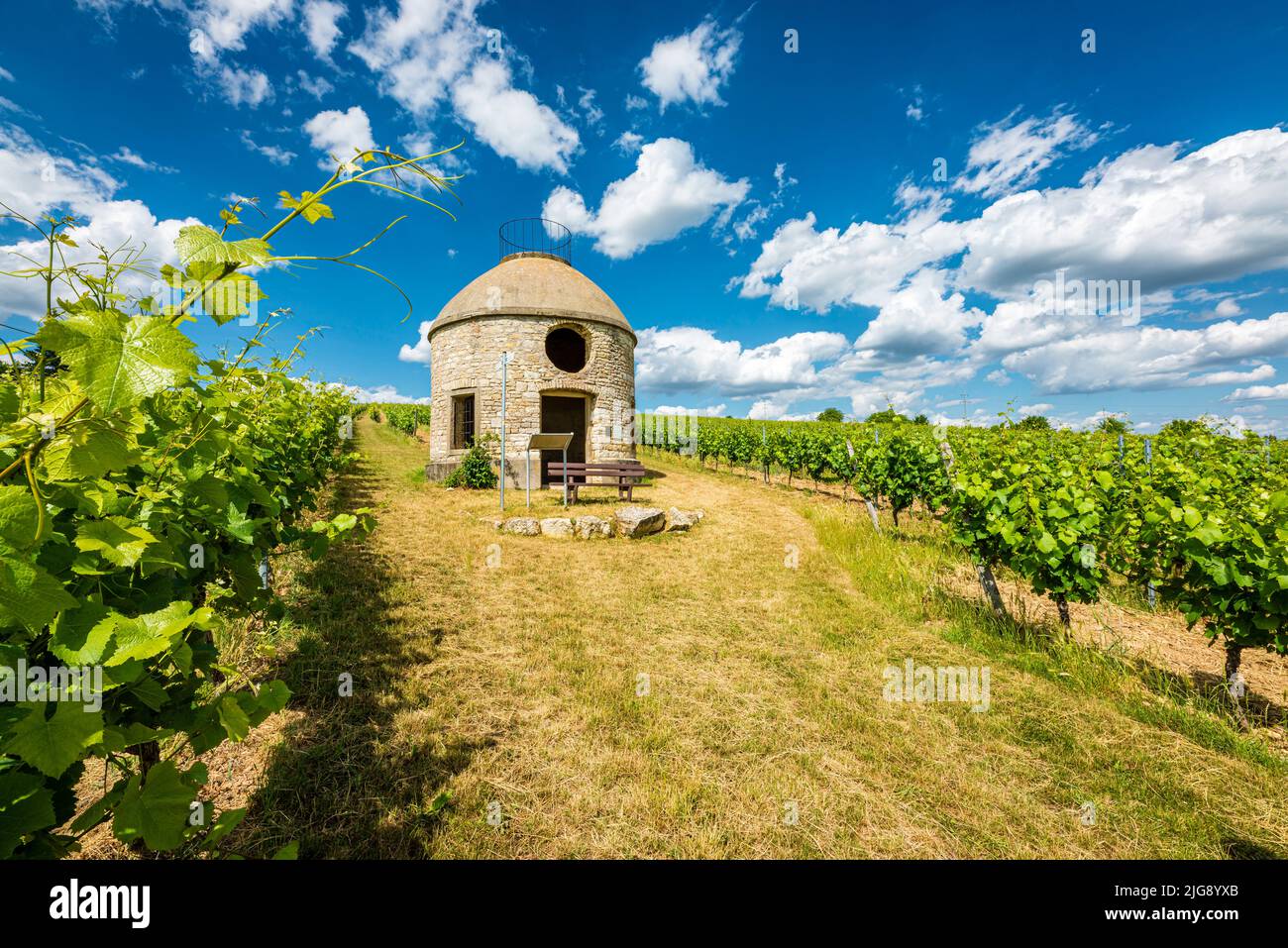 Babo cottage a Rheinhessen, un cottage nel vigneto, il cosiddetto trullo, in riferimento a cottage simili in Puglia, serve come rifugio per i viticoltori in condizioni di maltempo, Foto Stock