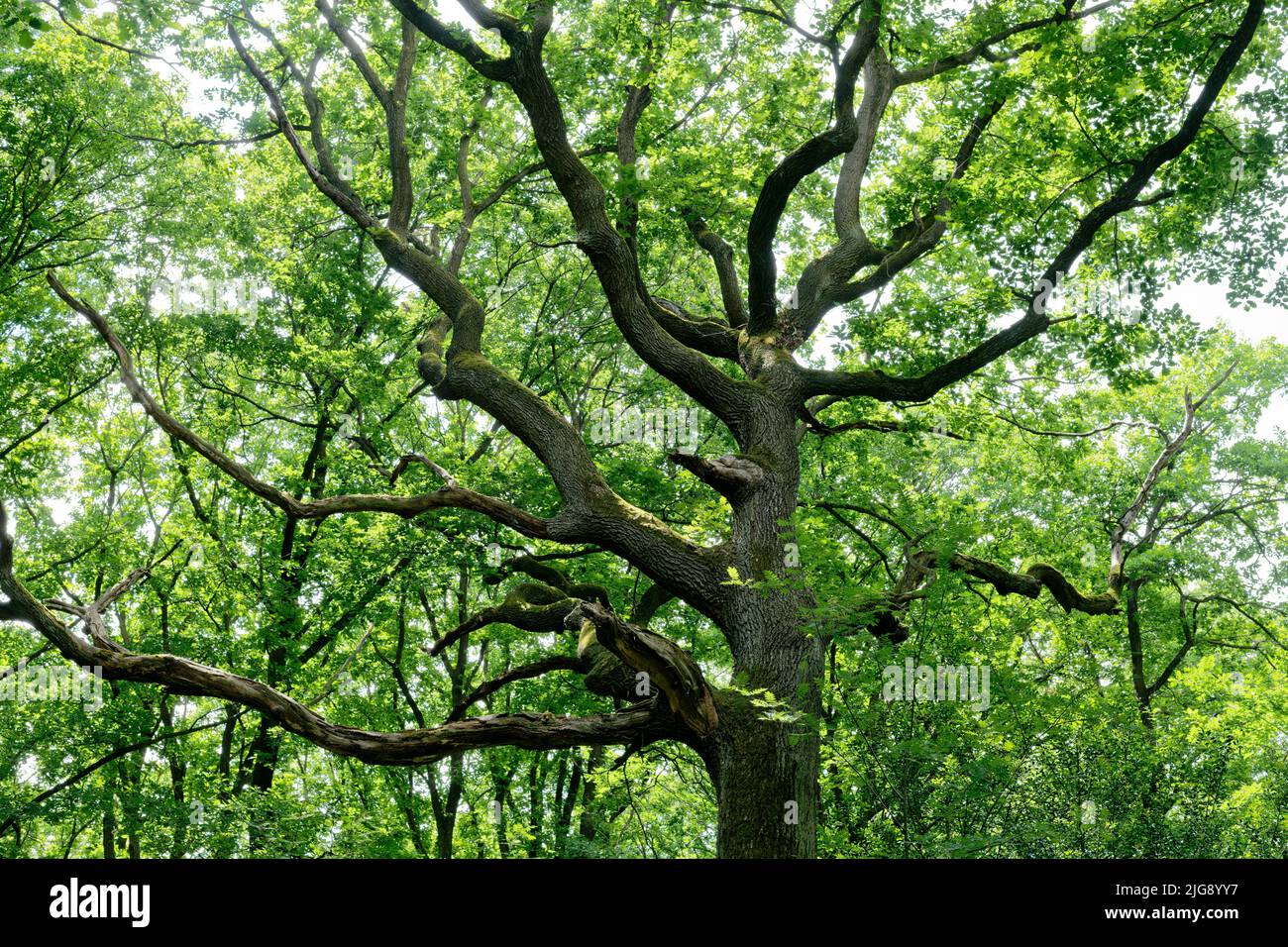 Europa, Germania, Renania settentrionale-Vestfalia, Stockheim, foresta di Stockheimer, Albero, quercia, Quercus, verde, primavera, sole, nessuno, nessun popolo Foto Stock