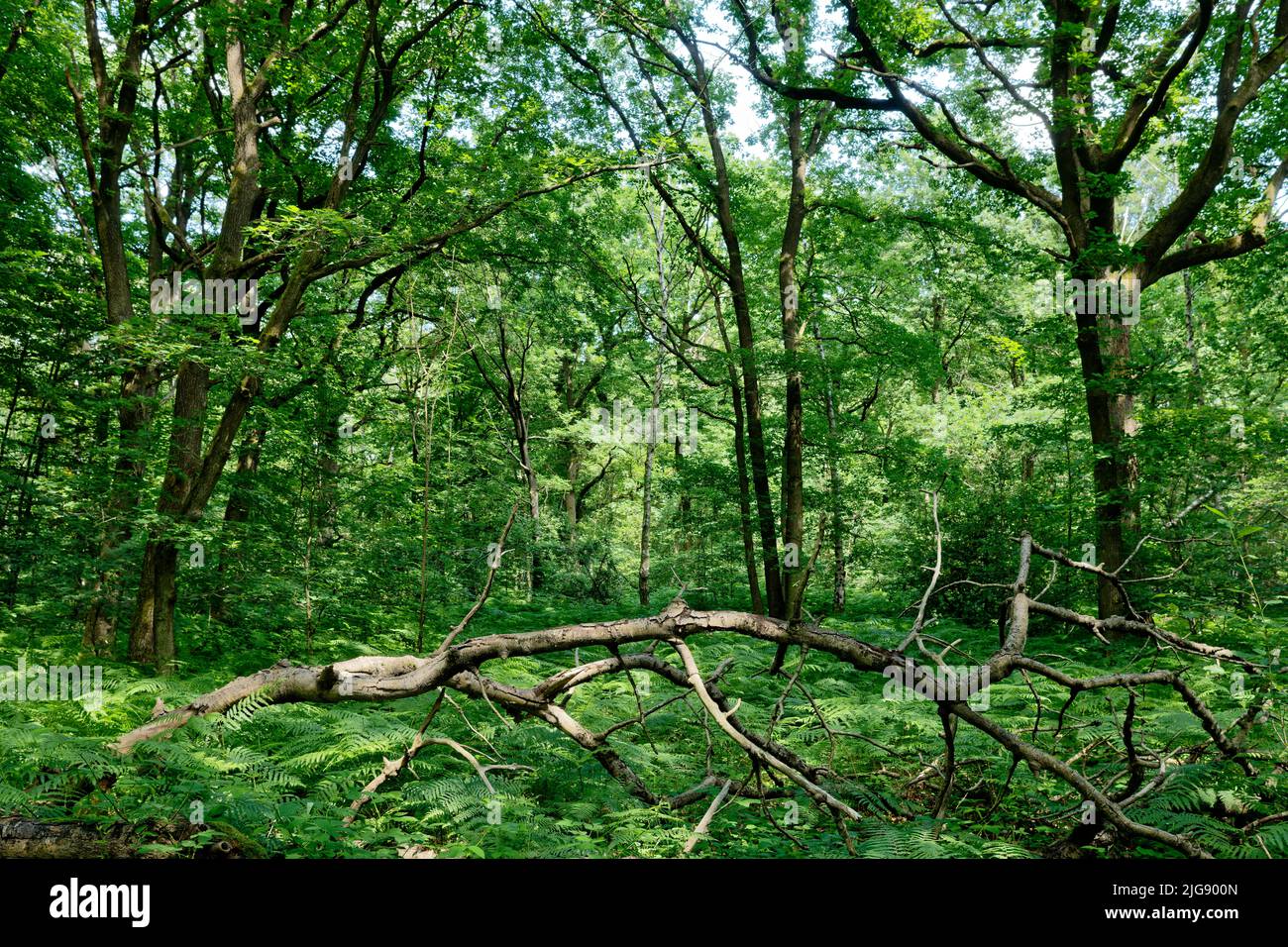 Europa, Germania, Renania settentrionale-Vestfalia, Stockheim, Stockheimer Wald, Alberi, querce, Quercus, verde, primavera, sole, nessuna gente Foto Stock