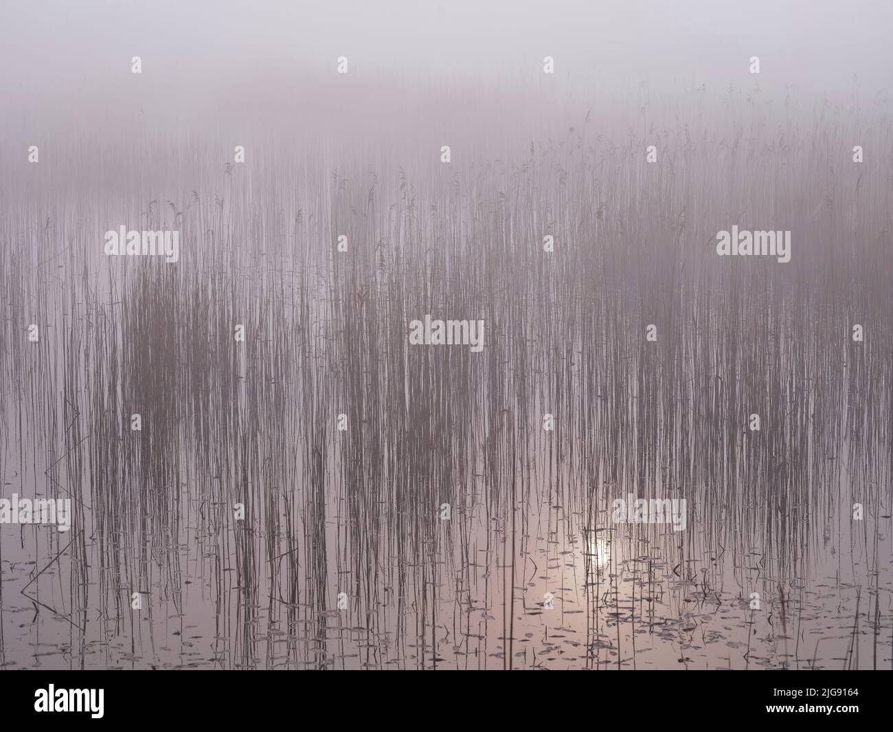 Nebbia mattutina nella riserva naturale Mertinger Hölle. Foto Stock