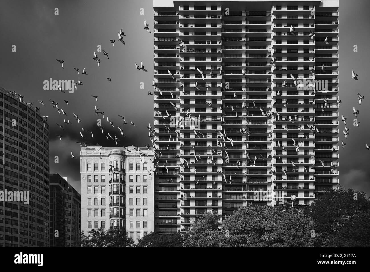 Edifici di Chicago con piccioni in volo Foto Stock