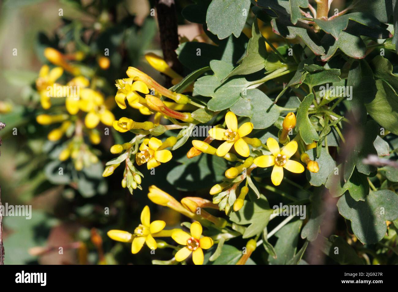 Fioritura gialla delle infiorescenze indeterminate del racema di Ribes Aureum, Grossulariaceae, arbusto deciduo nativo nelle montagne di Santa Monica, Inverno. Foto Stock