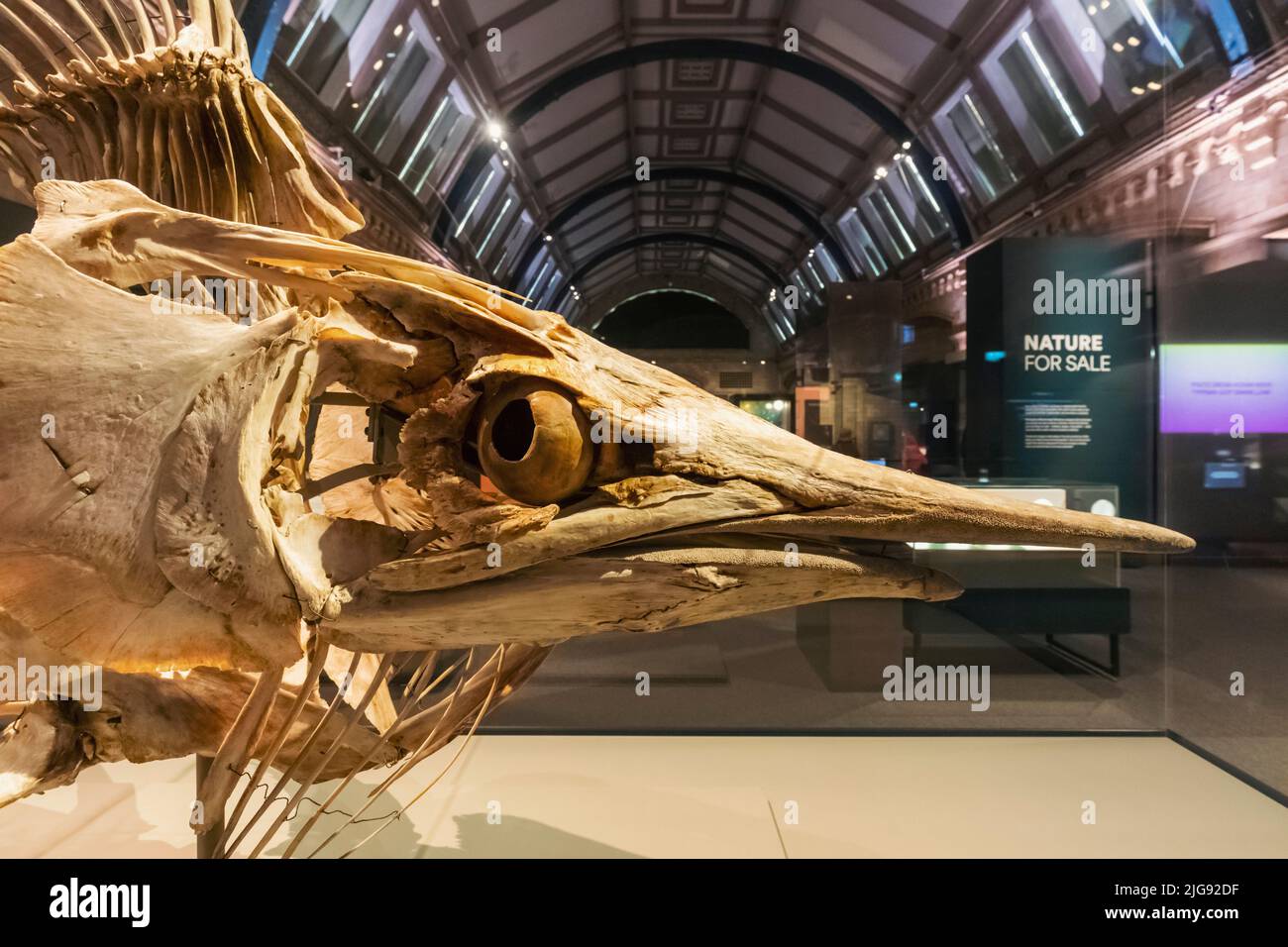 Inghilterra, Londra, South Kensington, Museo di Storia Naturale, esposizione di uno scheletro di un pesce di Marlin Nero Foto Stock