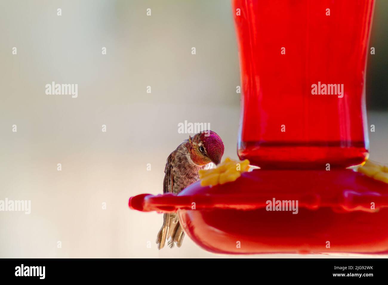 Hummingbird arroccato in un alimentatore rosso con spazio per la copia Foto Stock