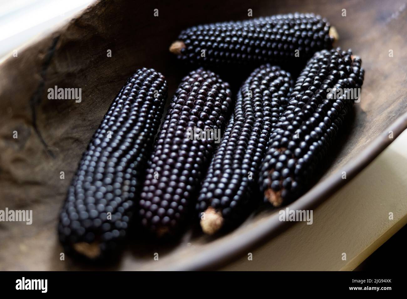 Orecchie di popcorn Dakota Black (spesso chiamate mais indiano) in una vecchia ciotola di legno. Foto Stock