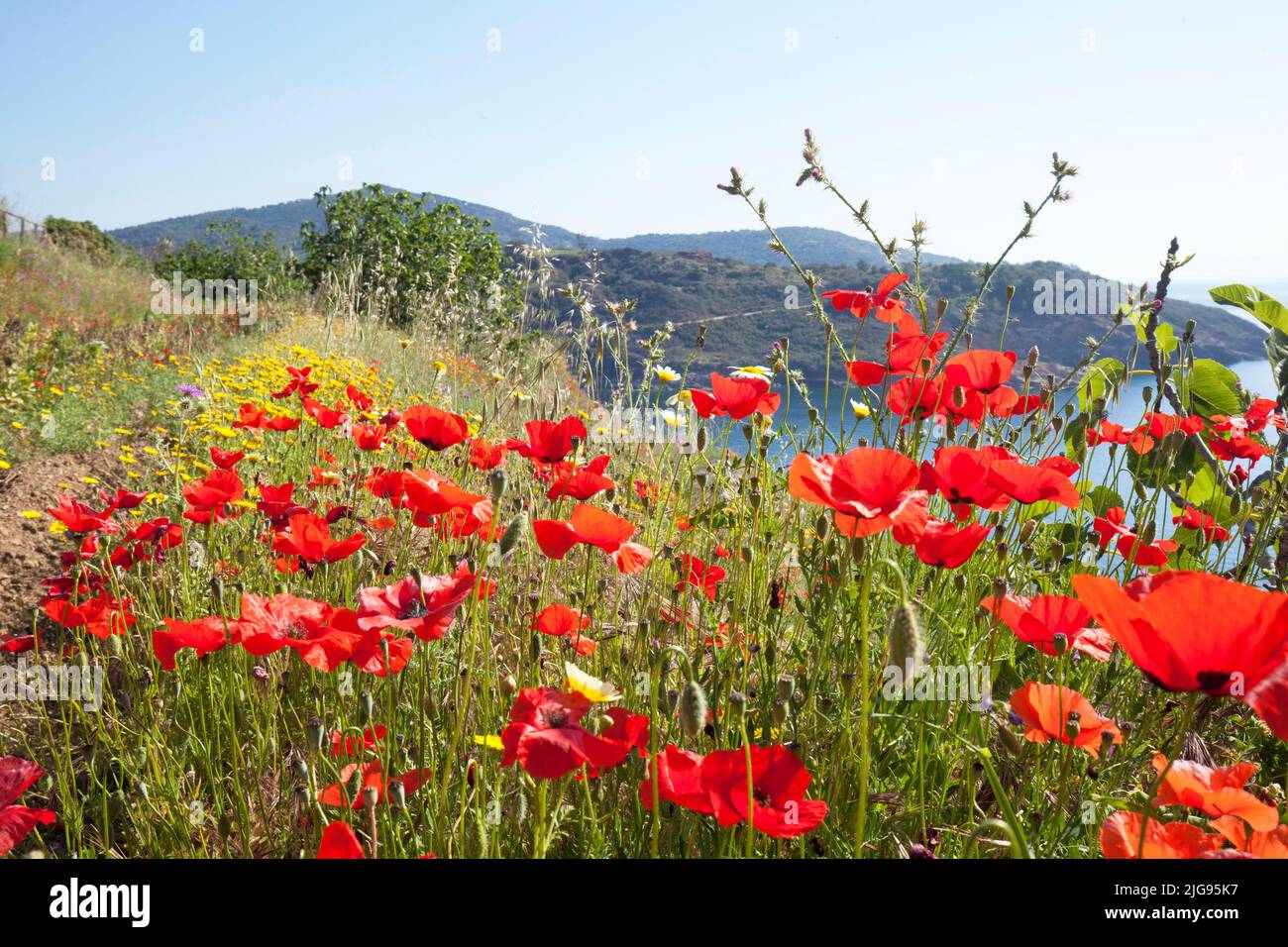 Fiore di papavero sull'isola d'Elba Foto Stock