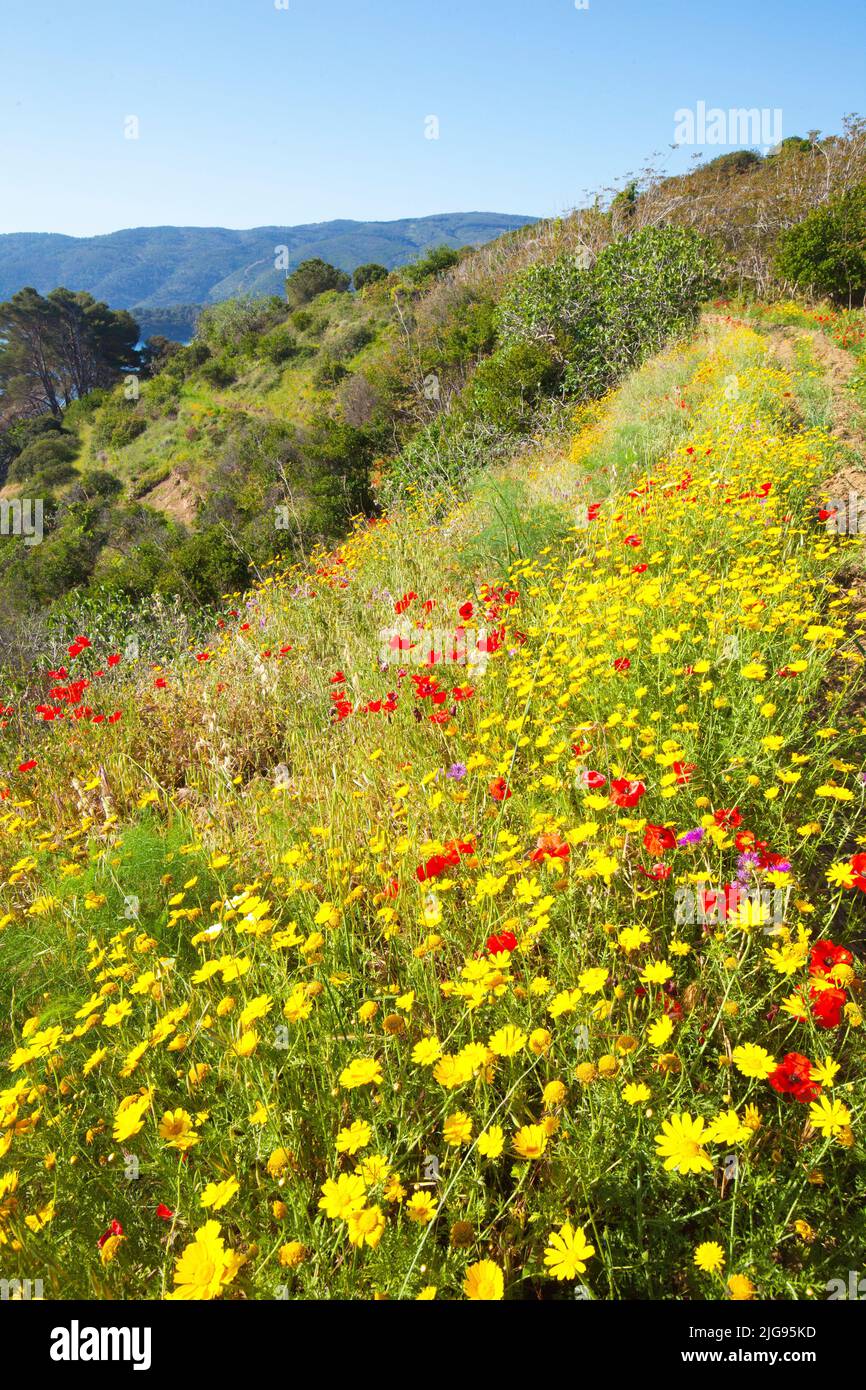 Fiore di papavero sull'isola d'Elba Foto Stock