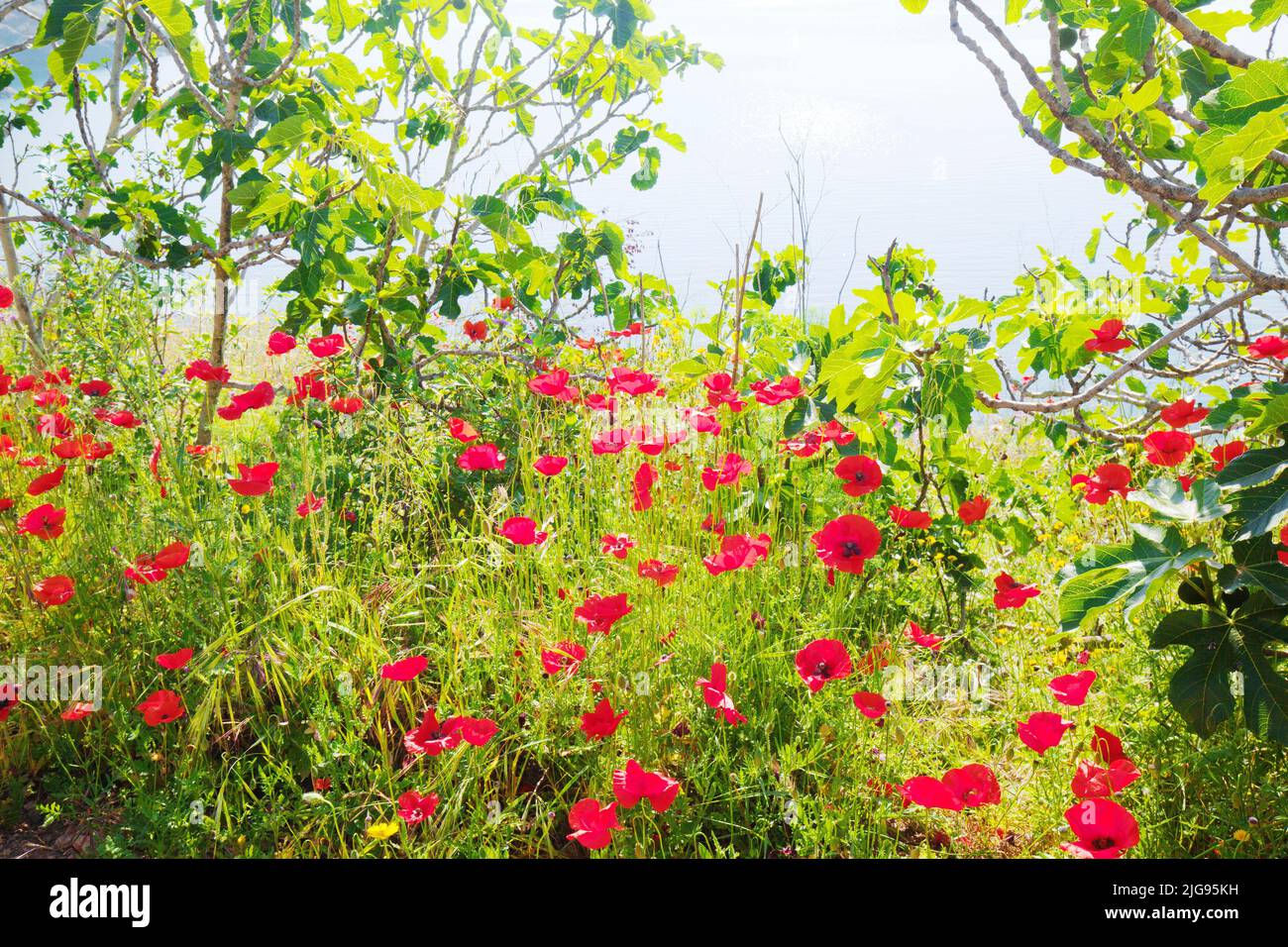 Fiore di papavero sull'isola d'Elba Foto Stock