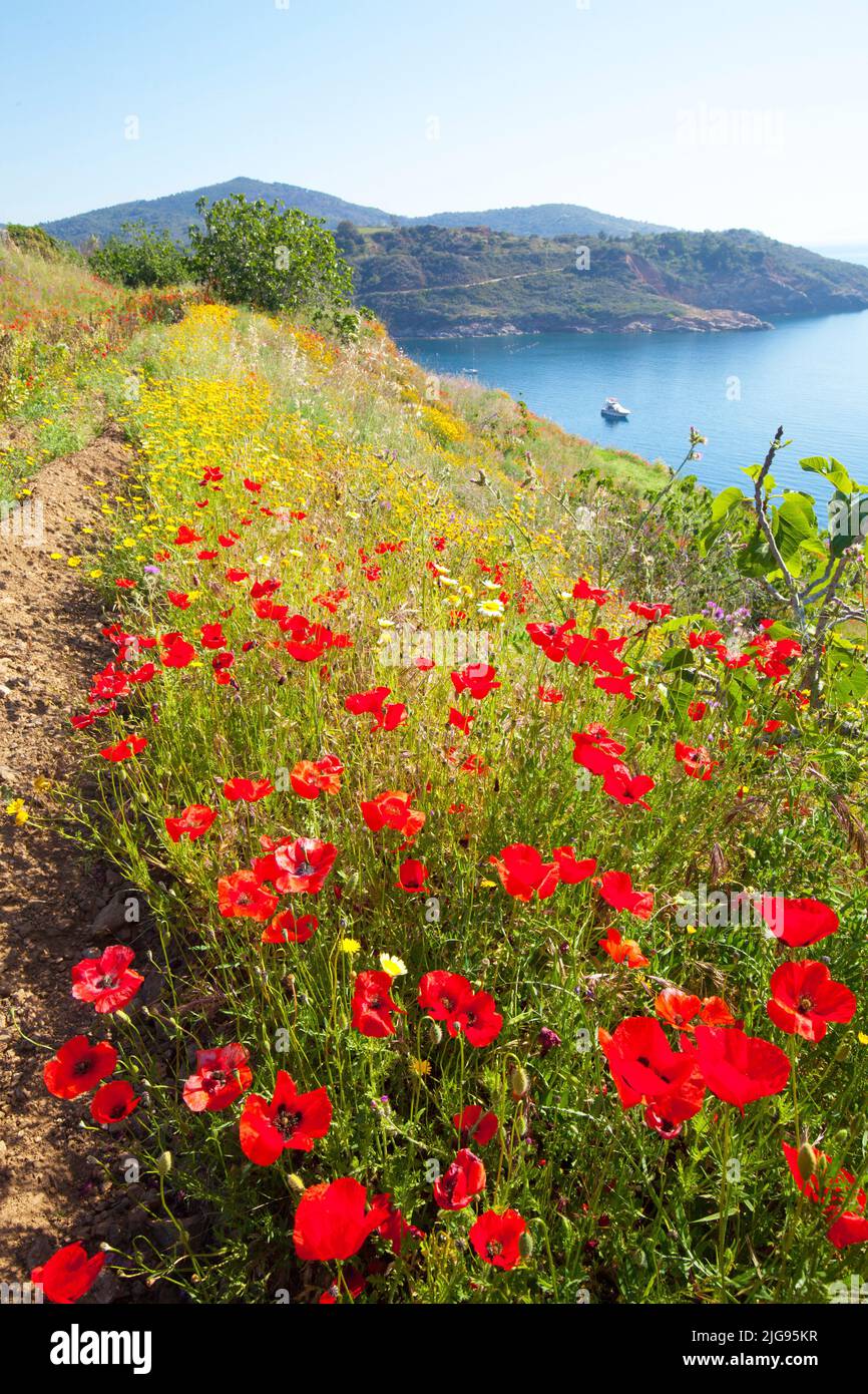 Fiore di papavero sull'isola d'Elba Foto Stock