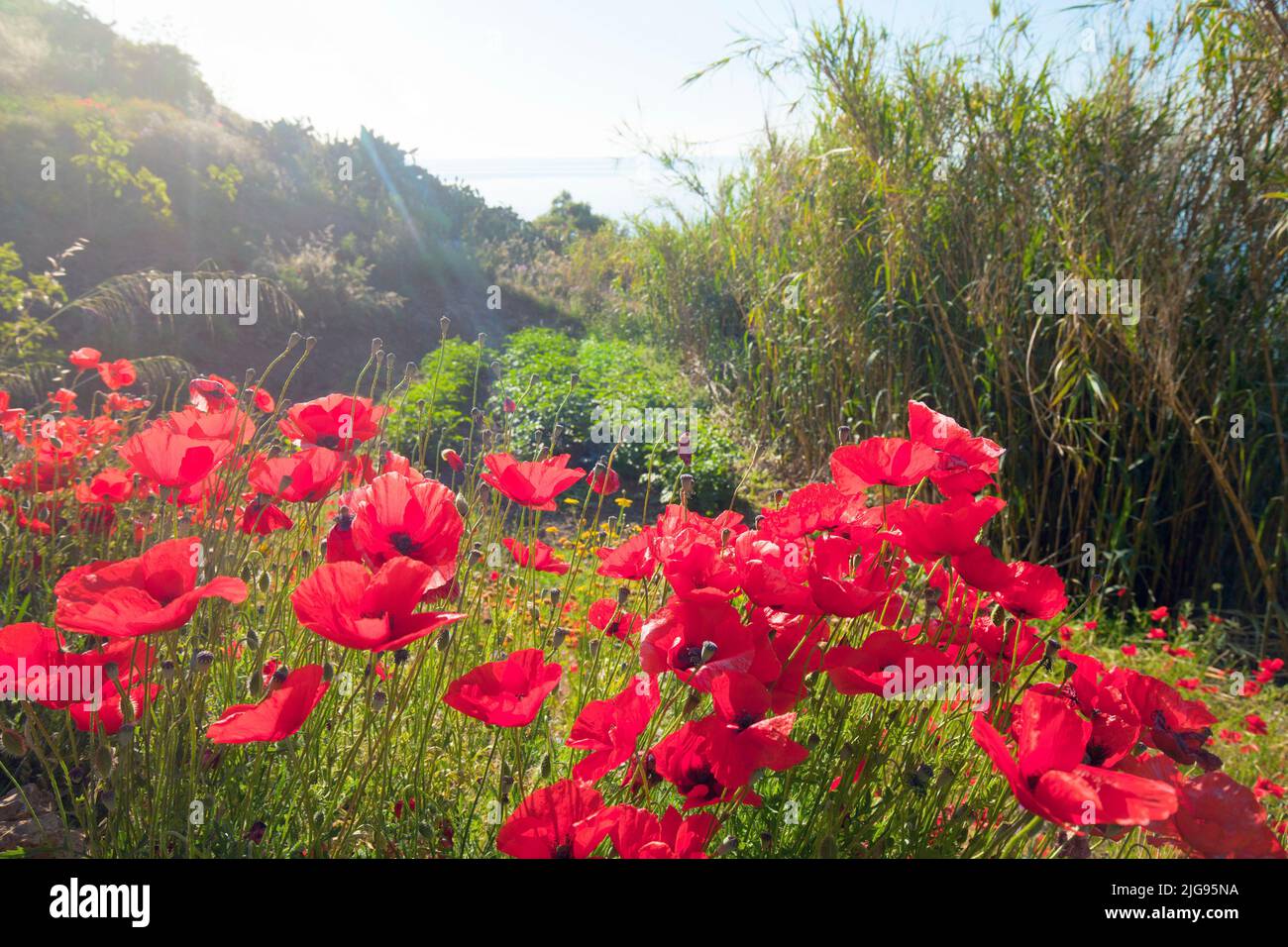 Fiore di papavero sull'isola d'Elba Foto Stock