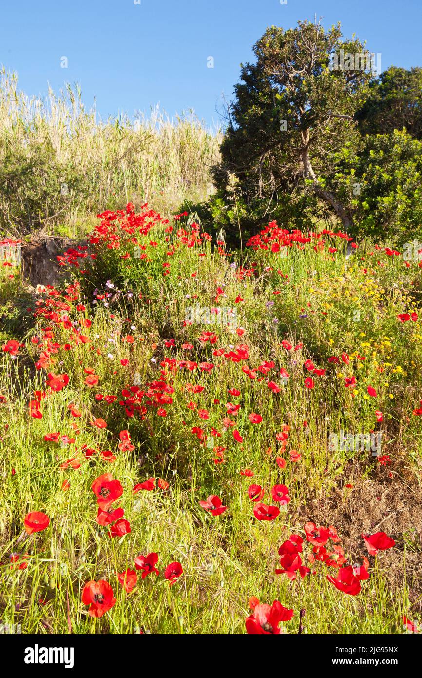 Fiore di papavero sull'isola d'Elba Foto Stock