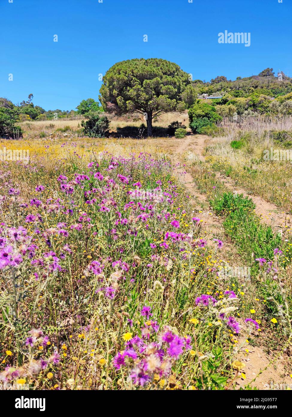 Prato fiorito diestel sull'isola d'Elba Foto Stock