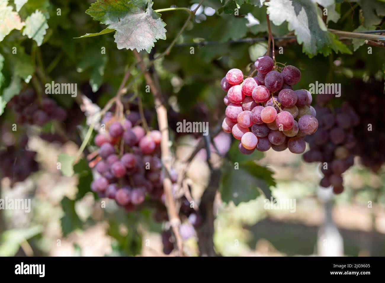 Vigneto con uve mature in campagna Foto Stock