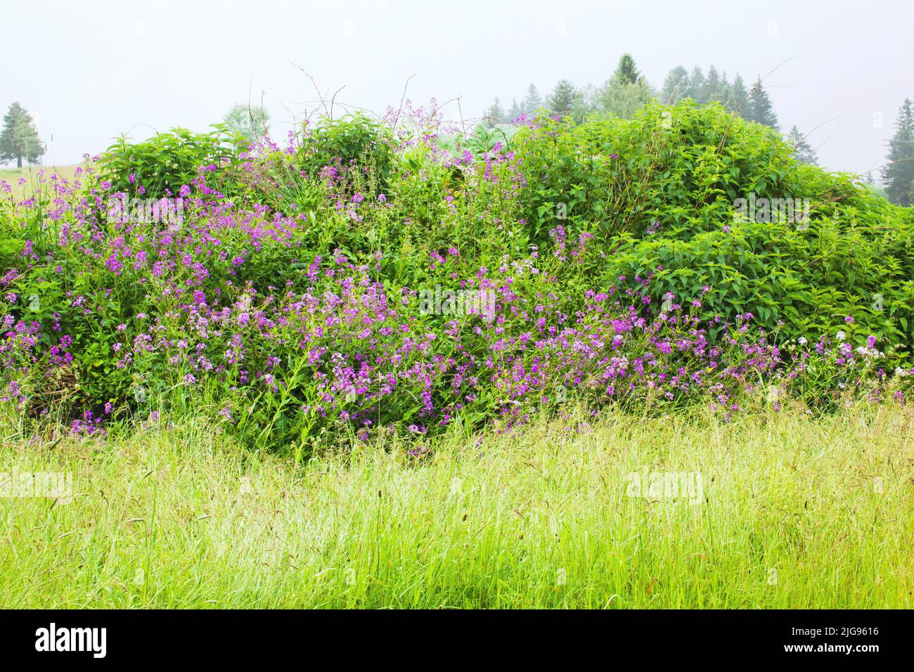 Splendore floreale delle viole notturne sui prati ummock vicino Mittenwald Foto Stock