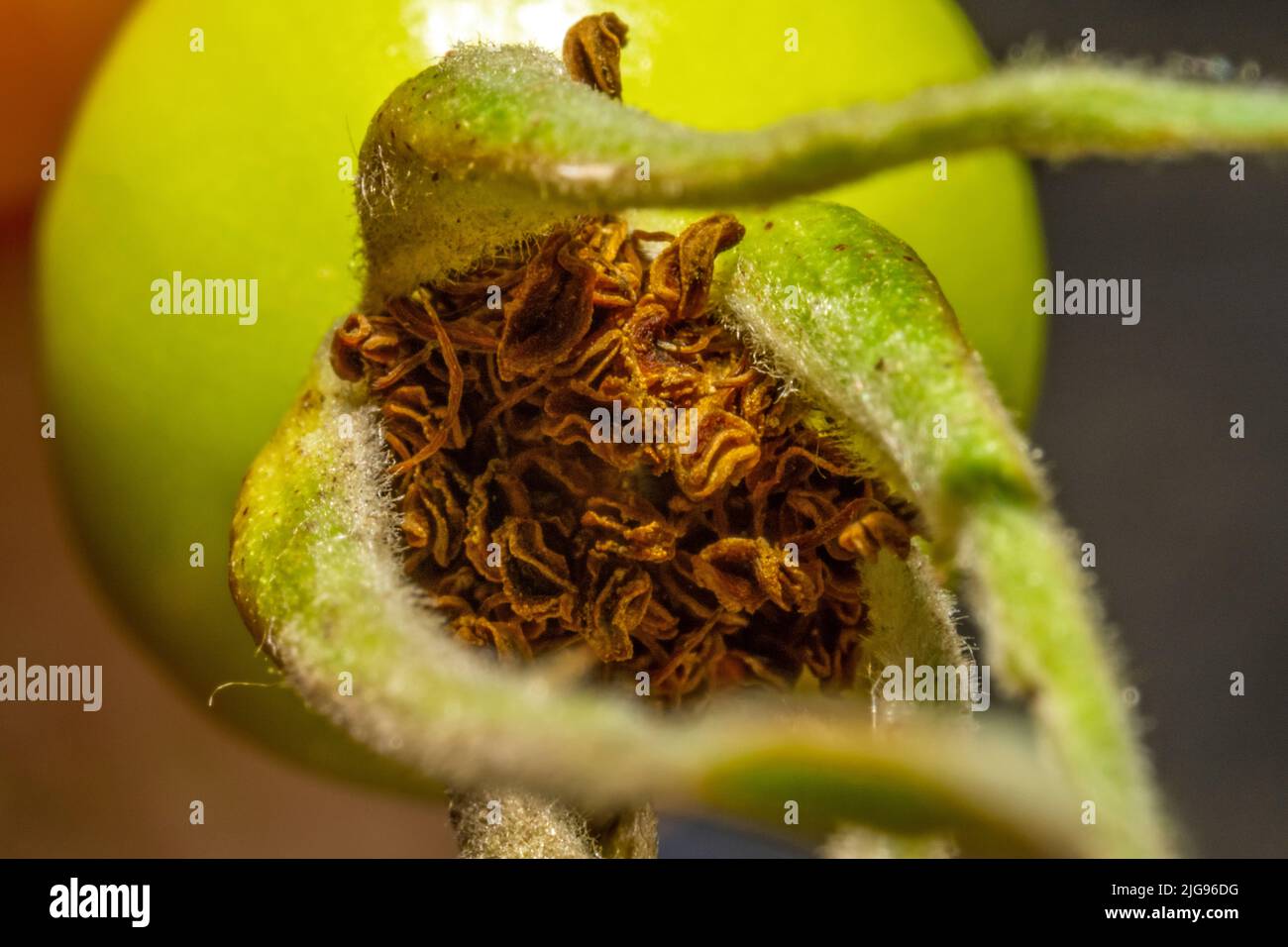 Piccolo frutto di bacche verde con molti sepali e polline in attesa di insetti Foto Stock
