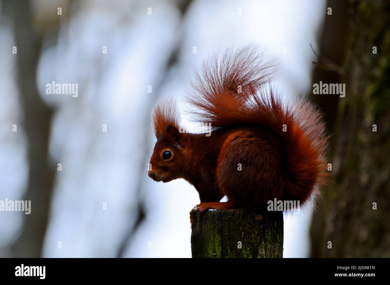 Parco biologico, Portogallo Foto Stock