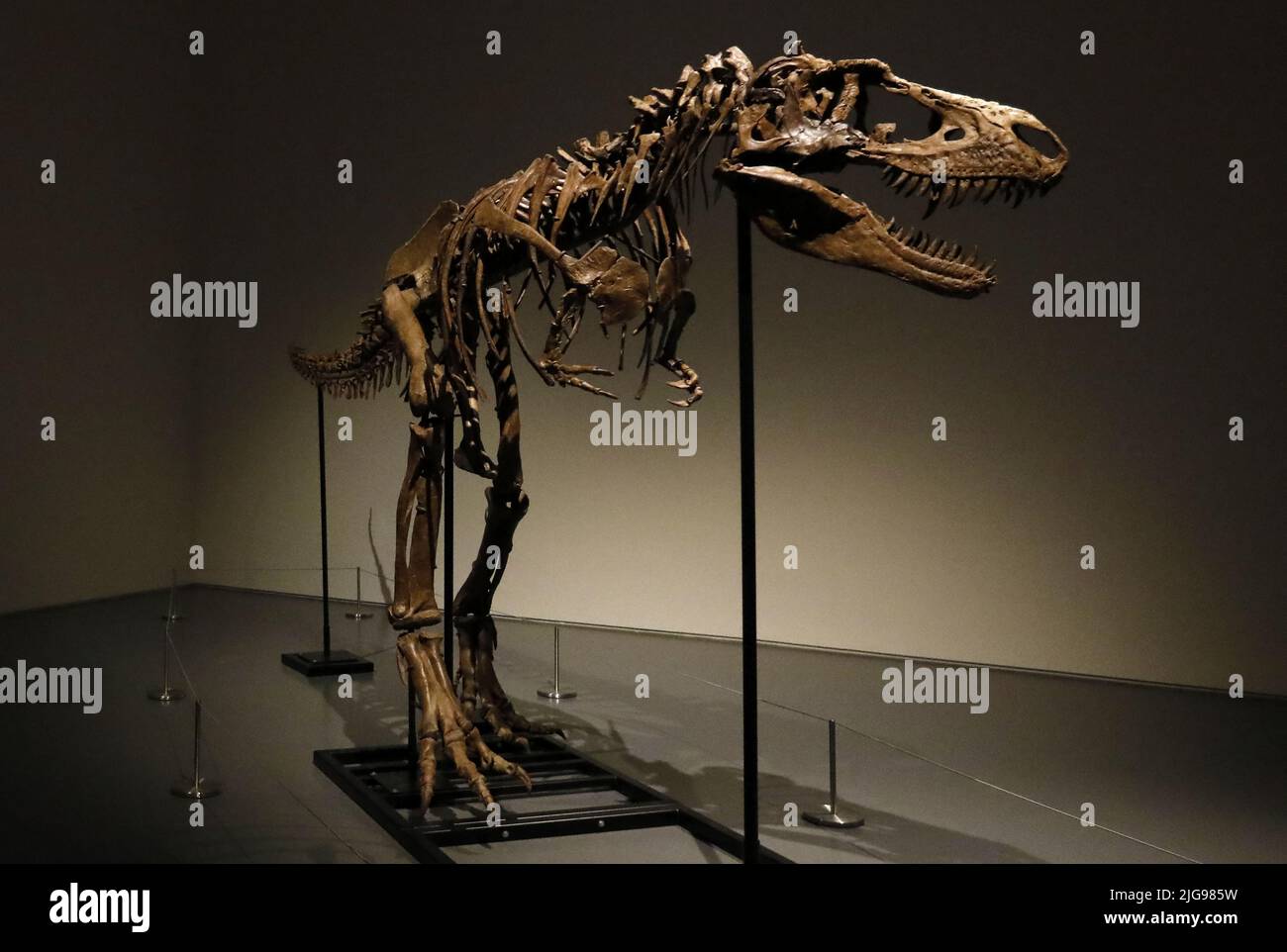 New York, Stati Uniti. 08th luglio 2022. Un fossile di dinosauro di un Gorgosaurus Skeleton che sarà messo all'asta il 28 2022 luglio, ad un prezzo stimato di otto milioni di dollari, è esposto alla casa d'asta di Sotheby a New York City il 8 luglio 2022. Foto di Peter Foley/UPI Credit: UPI/Alamy Live News Foto Stock