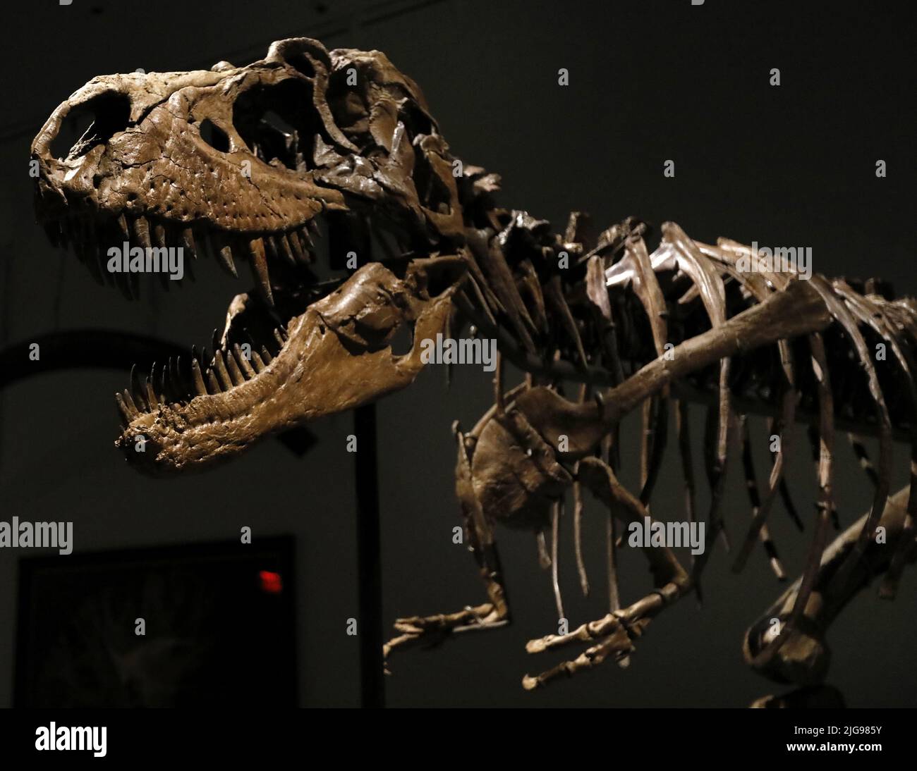New York, Stati Uniti. 08th luglio 2022. Un fossile di dinosauro di un Gorgosaurus Skeleton che sarà messo all'asta il 28 2022 luglio, ad un prezzo stimato di otto milioni di dollari, è esposto alla casa d'asta di Sotheby a New York City il 8 luglio 2022. Foto di Peter Foley/UPI Credit: UPI/Alamy Live News Foto Stock