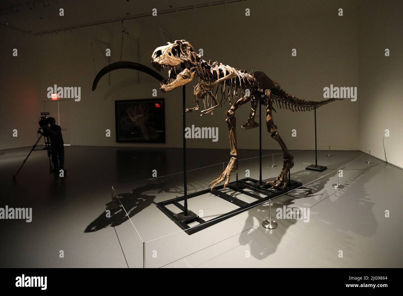 New York, Stati Uniti. 08th luglio 2022. Un fossile di dinosauro di un Gorgosaurus Skeleton che sarà messo all'asta il 28 2022 luglio, ad un prezzo stimato di otto milioni di dollari, è esposto alla casa d'asta di Sotheby a New York City il 8 luglio 2022. Foto di Peter Foley/UPI Credit: UPI/Alamy Live News Foto Stock