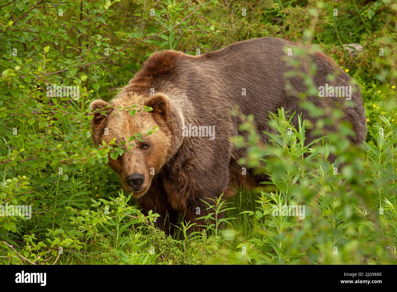 Orso marrone nascosto in cespuglio con sguardo dritto. Un occhio nascosto dietro un ramoscello. Animale grande e pericoloso in una foresta. Foto Stock