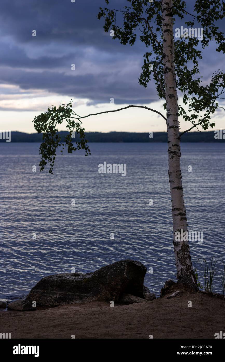 Un tranquillo paesaggio finlandese con un albero di betulla e un lago in un'ora blu Foto Stock