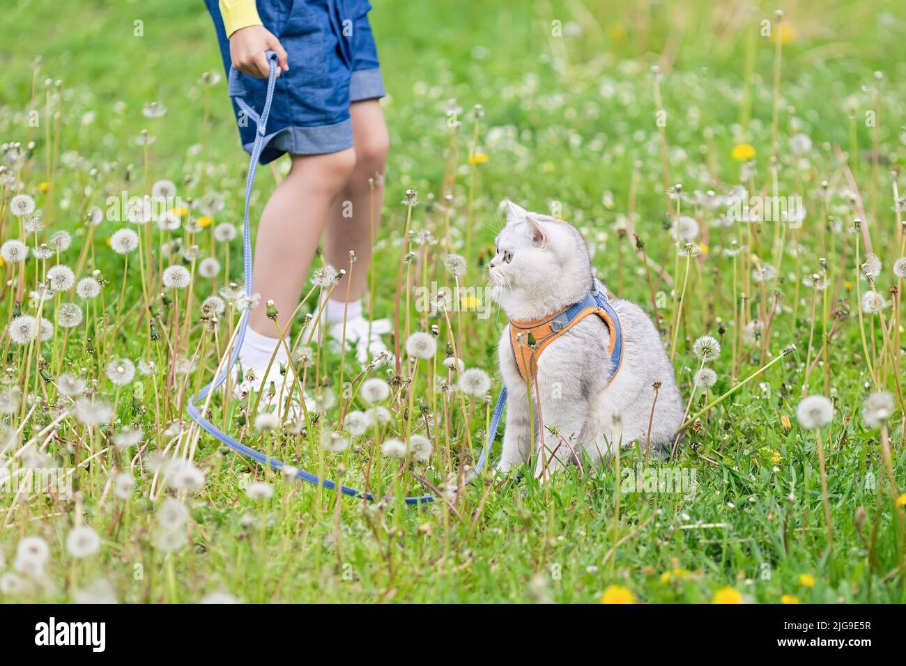 Sull'erba con dandelioni bianchi, una bambina cammina un affascinante gatto britannico bianco Foto Stock