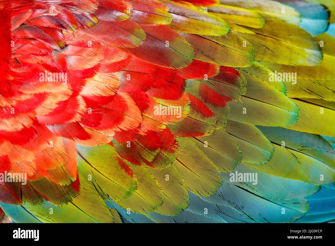 Plumage modello di Macaw pappagallo piume primo piano Foto Stock