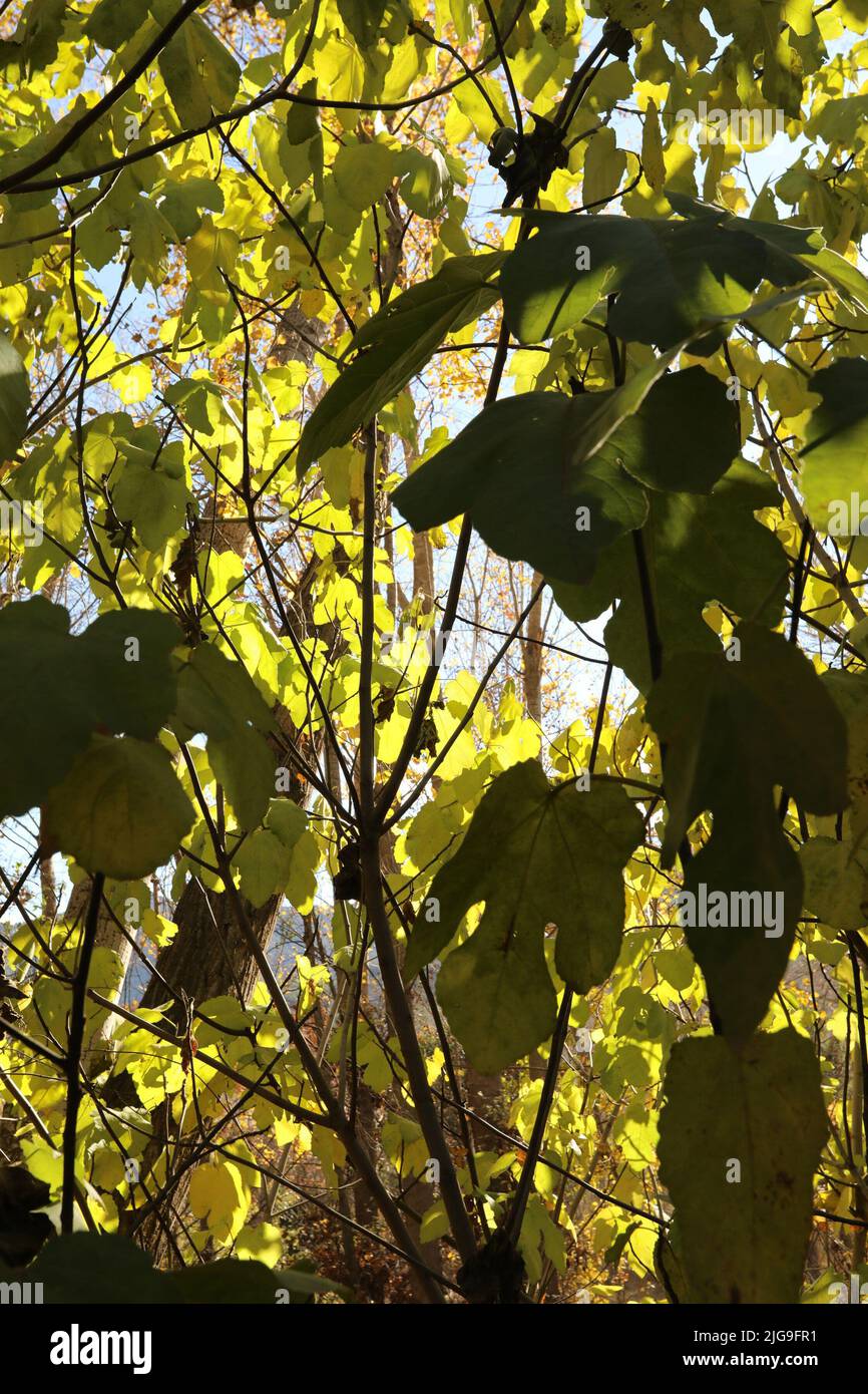 Autunno foglie gialle su cielo blu. Frutta di quercia. Foglie verdi. Frutta di baia di arancia Foto Stock