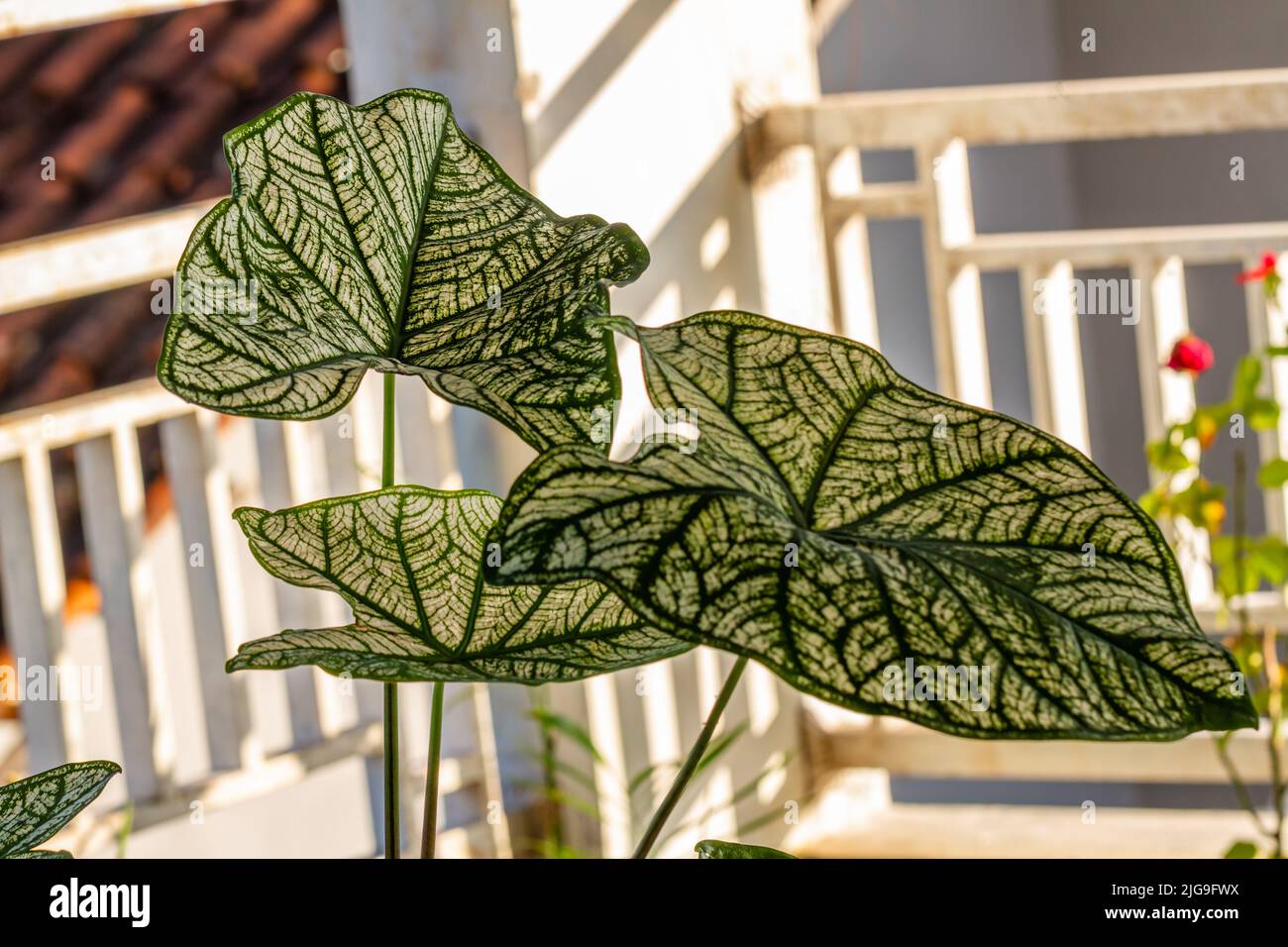 Le foglie verdi della pianta di taro con una combinazione di macchie bianche, crescono in pentole e sono utilizzate per decorare giardini interni. Foto Stock