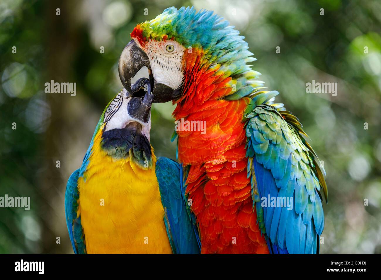 Colorata coppia di pappagalli Macaw baciarsi l'altro affetto a Pantanal, Brasile Foto Stock