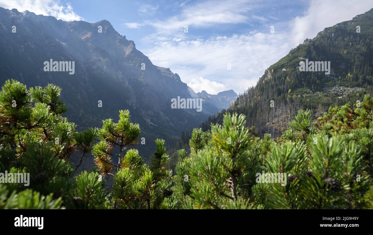 Vista sulla verde valle alpina con montagne massicce e fogliame in primo piano, Slovacchia, Europa Foto Stock