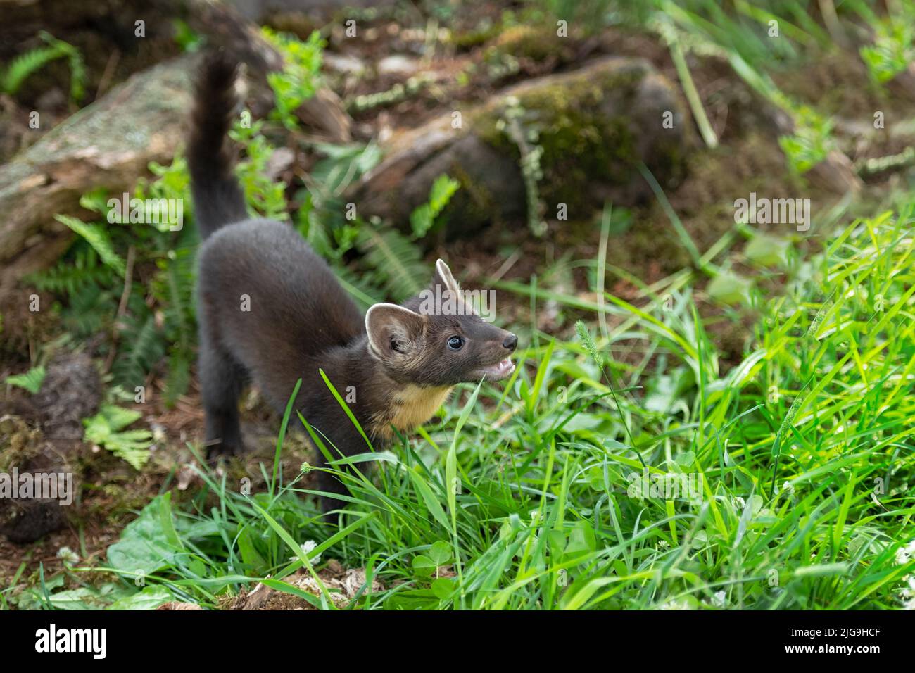 American Pine Marten (Martes americana) Kit guarda su e a destra Estate - animale prigioniero Foto Stock