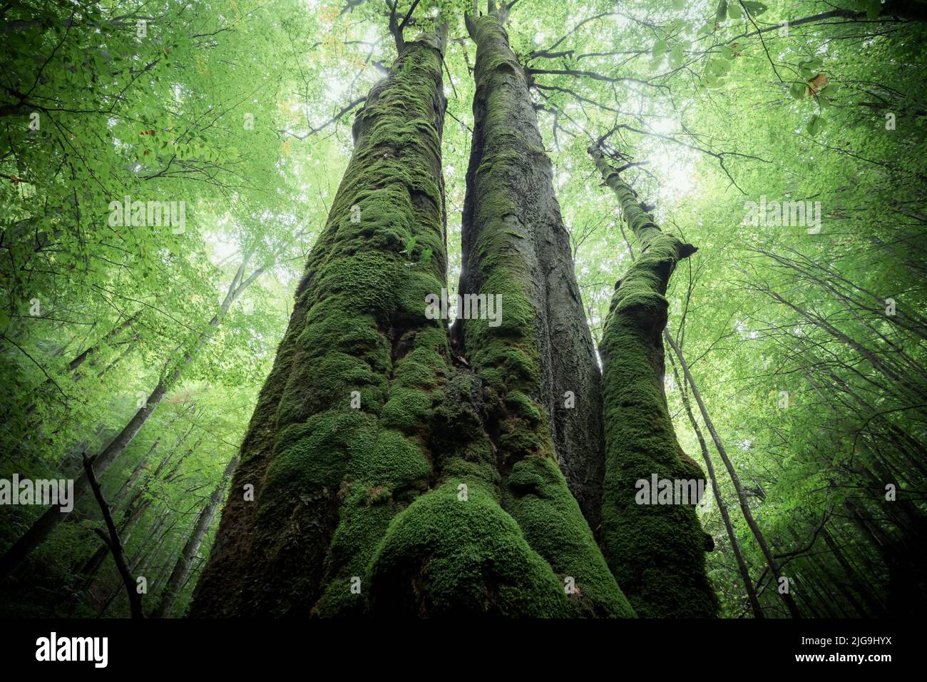 Grande albero antico che torreggia nella foresta verde, Slovacchia, Europa Foto Stock