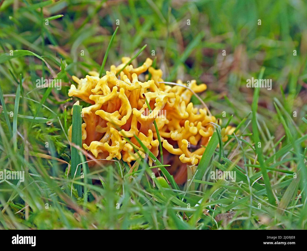 Fili gialli aggrovigliati di corallo fruttifero (Clavulinopsis corniculata) che crescono in praterie non migliorate in Cumbria, Inghilterra, Regno Unito Foto Stock