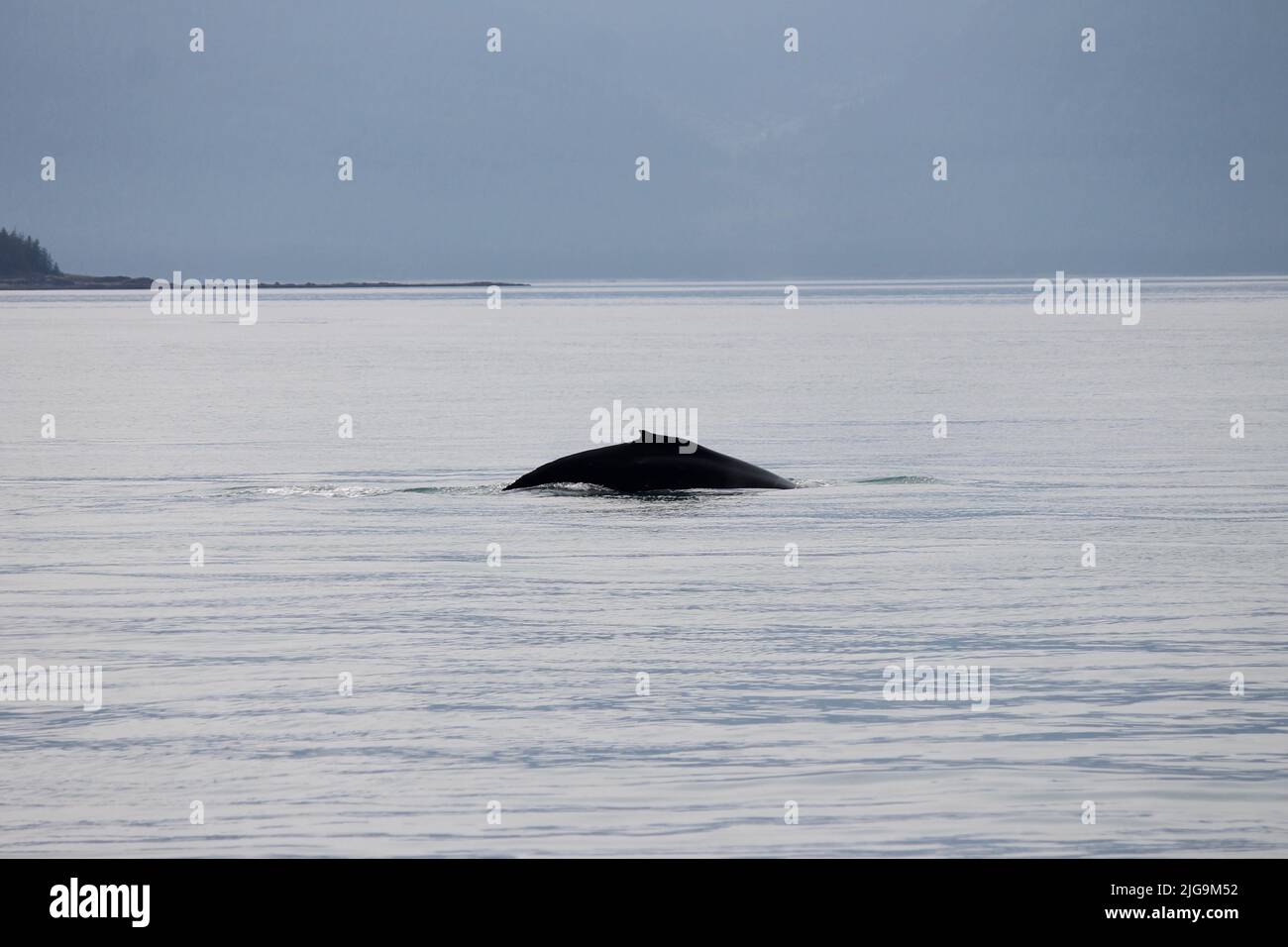 Avvistamento di balene a Juneau, Alaska, USA Foto Stock