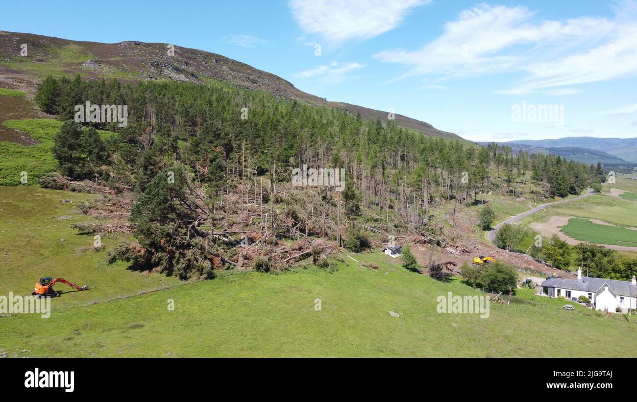 GLEN CLOVA, SCOTLAND, UK - 07 luglio 2020 - caduti Scots Pine Trees lasciato dopo Storm Arwen ha lasciato 1 milioni di metri quadrati di questo danno in tutta la Scozia Foto Stock