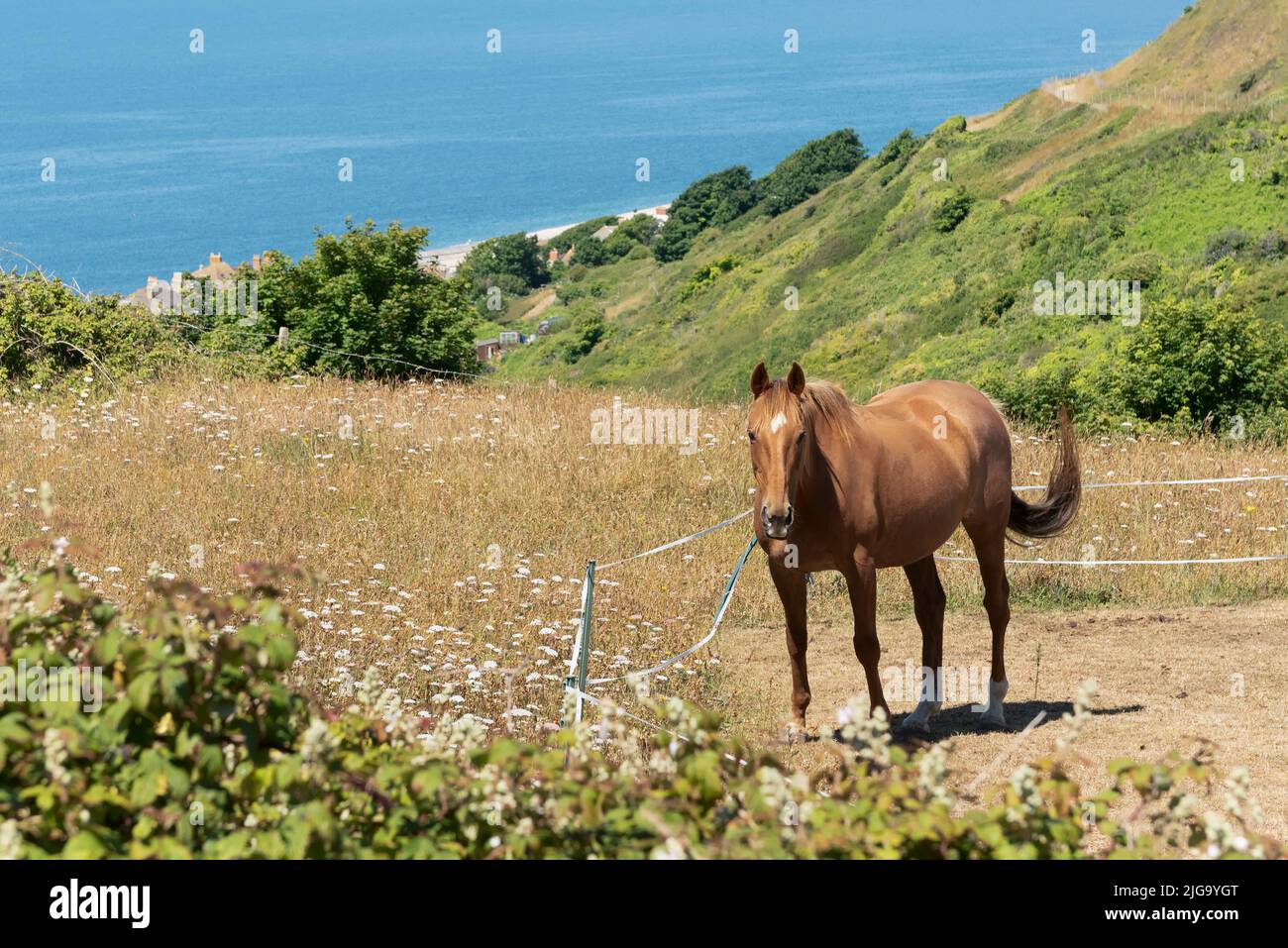 Cavallo nel campo con il mare sullo sfondo Foto Stock