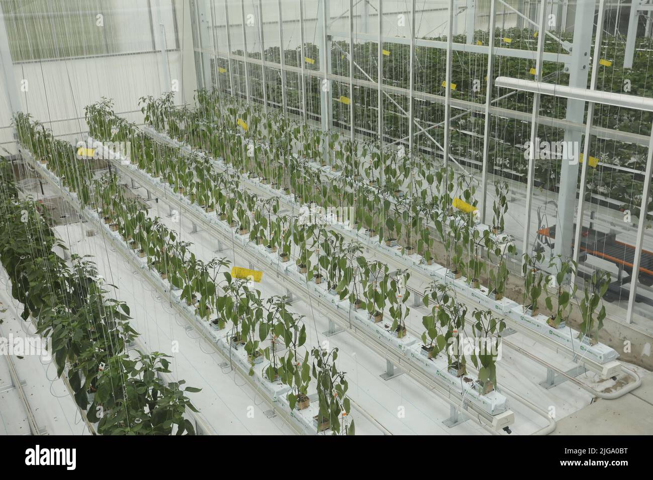 Piantagione interna coltivando vegetale sostenibile Foto Stock
