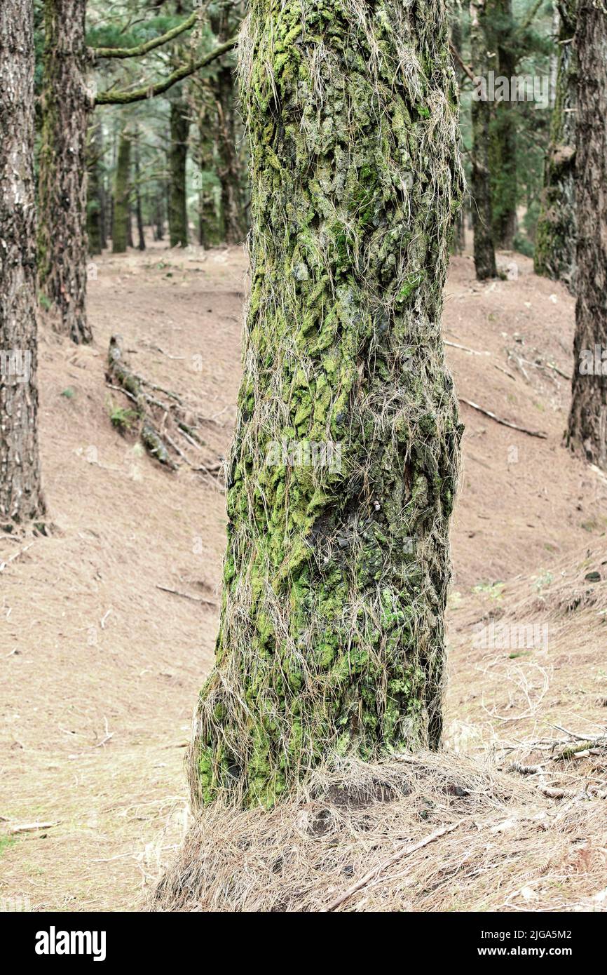 Primo piano di un pino nella foresta in una mattinata d'autunno. Paesaggio naturale selvaggio con dettagli di un vecchio tronco coperto di muschio e erba secca invernale in Foto Stock