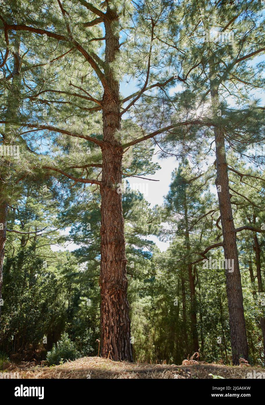 Belle foreste di pini nelle montagne di la Palma, Isole Canarie, Spagna. Paesaggio panoramico con alberi alti con lussureggianti foglie verdi in un appartato Foto Stock