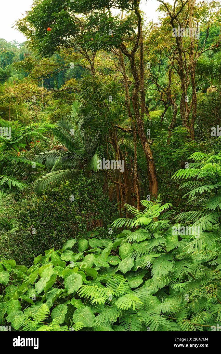 Molti alberi e cespugli in una lussureggiante foresta verde in Hawaii, Stati Uniti. Boschi magici con bellezza nella natura, bella e misteriosa quiete all'aperto. Tranquillo Foto Stock