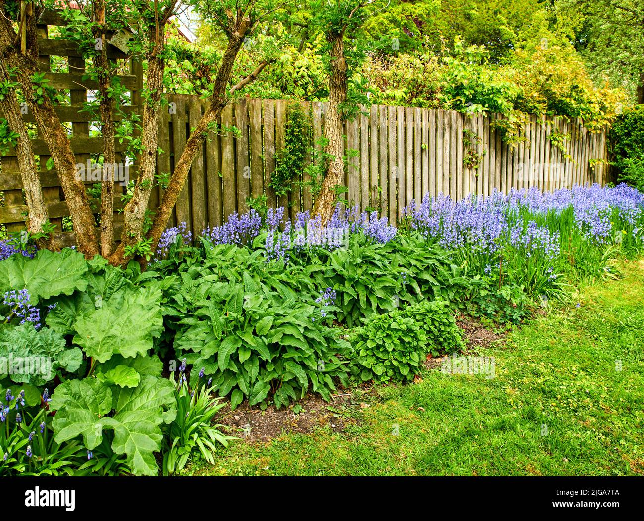 I fiori di Bluebell crescono in un bel giardino con lussureggiante cespuglio verde e erba. Piante viola decorative in un cortile ecologico vicino fogliame. Botanica Foto Stock