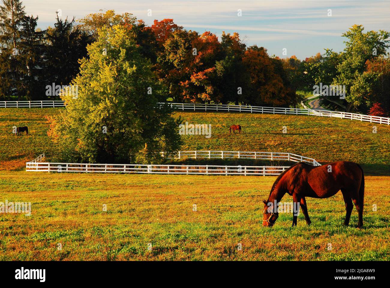 Un cavallo da corsa di razza purosangue si pascola in un prato in autunno su un ranch di cavalli nella regione di Blue Grass vicino a Lexington Kentucky Foto Stock